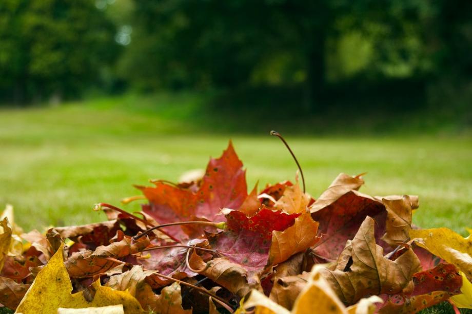 Paillis de feuilles mortes