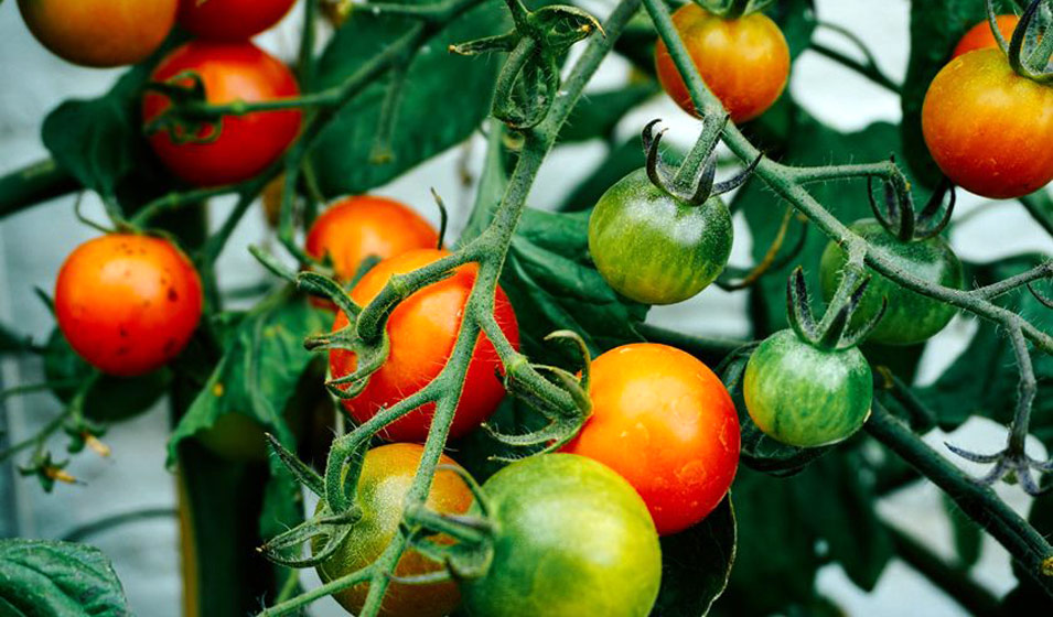 Les tomates cerises