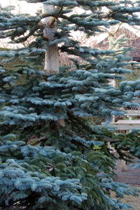 Abies procera 'Glauca'