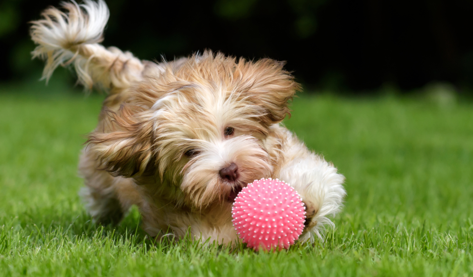 chiot joue balle