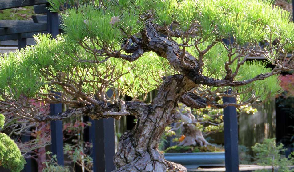 Terreau à bonsaï – Pépinière Jasmin