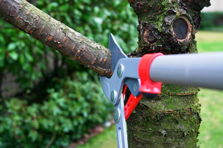 Choisir le bon cicatrisant pour prendre soin de vos arbres taillés