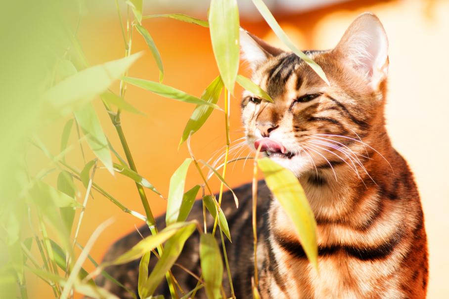 Graines biologiques de Cataire, Herbe à chat - PENSEZ SAUVAGE