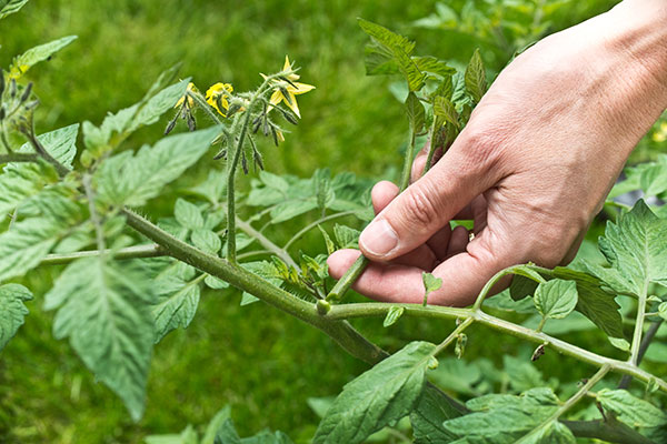 Le gourmand est une tige qui ne produit pas de fleurs et de fruits