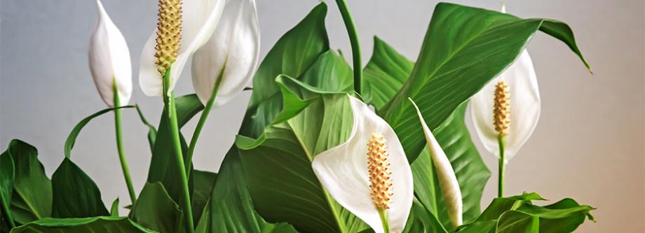 Spathiphyllum
