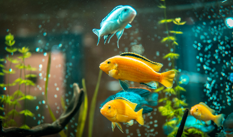 Comment réduire la consommationélectrique d'un aquarium ?