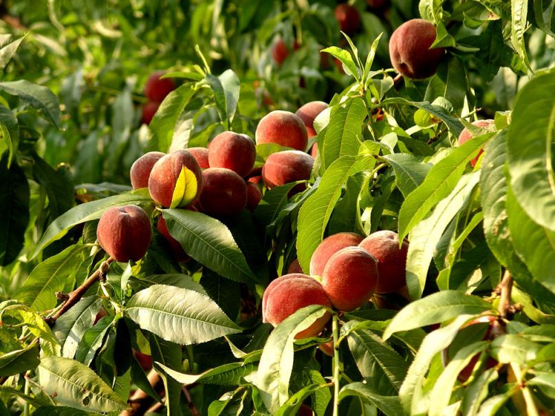 Comment soigner les arbres fruitiers en hiver ? - Gamm vert