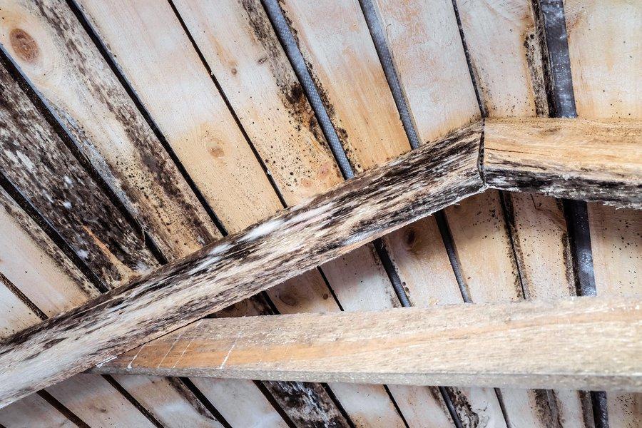 Les étapes d'un traitement du bois efficace