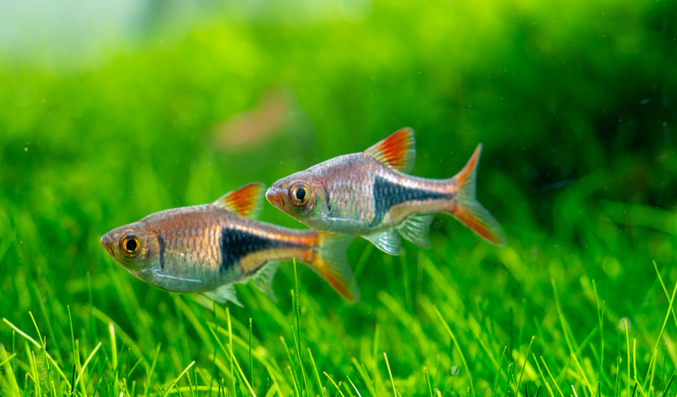 Quels poissons choisir pour un aquarium d'eau chaude ? Jardiland — free download
