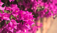 10 Plantes Grimpantes Fleuries Pour Un Ext rieur Color Jardiland