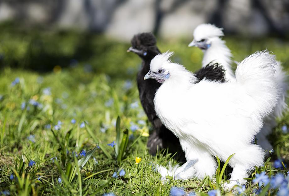 Poules pondeuses