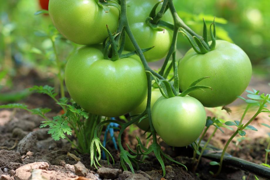 Tomates vertes