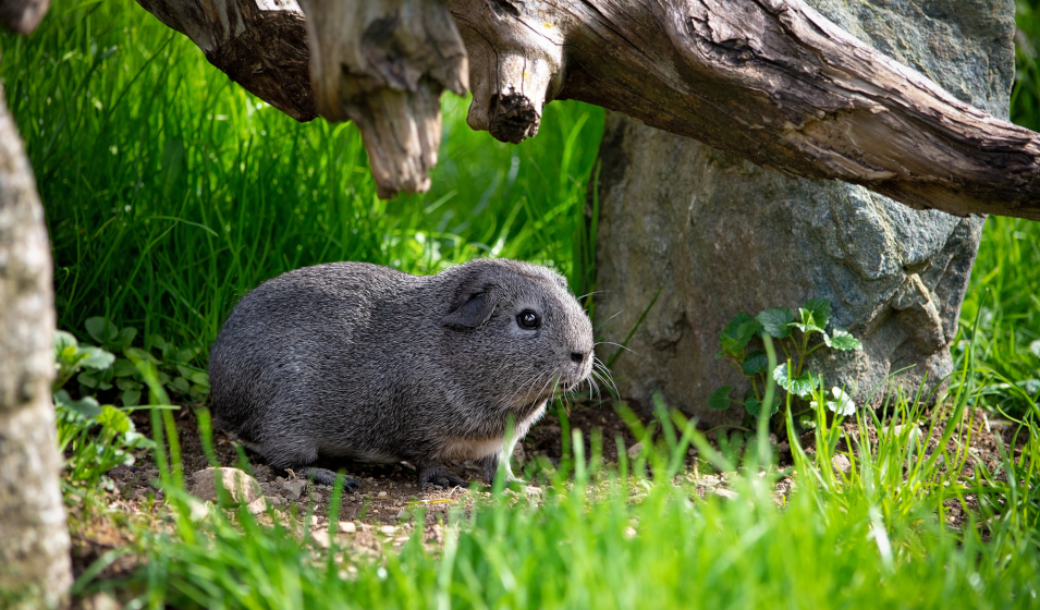 Le cochon d’Inde gris ou agouti argenté