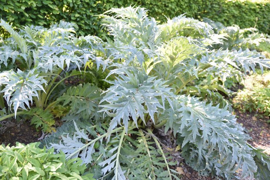 Bien espacer les plants pour moins de maladies -  ©JFBRUNEAU - stock.adobe.com