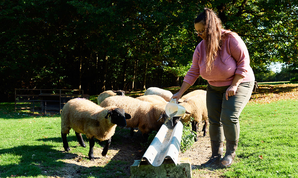 Delphine et ses moutons