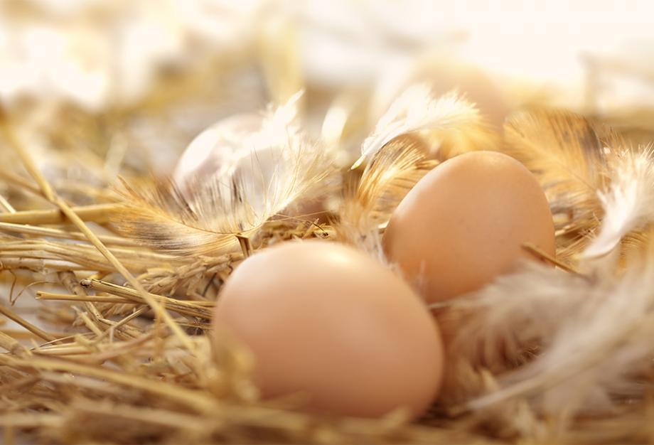 Des poules pondeuses pour de beaux oeufs