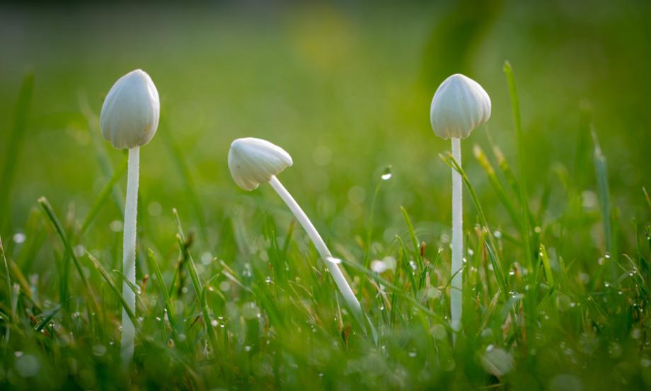 champignons