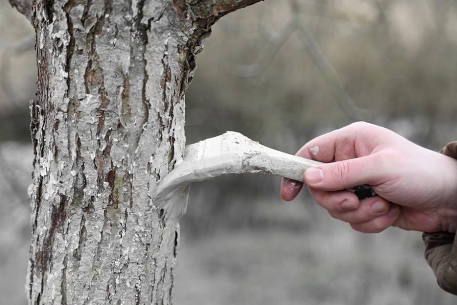 Appliquez du blanc arboricole