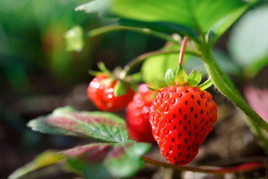 Fraisiers