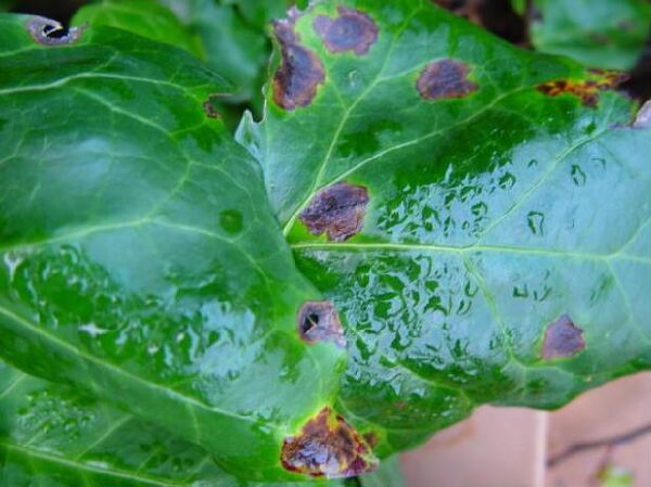 Rumur Rouille Rouille - Gamm vert