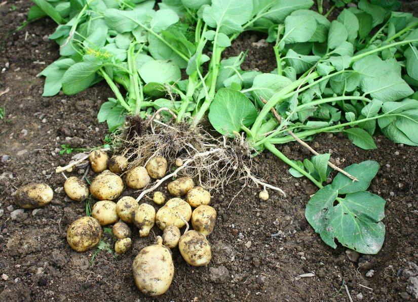 Des variétés de pomme de terre bonnes à planter