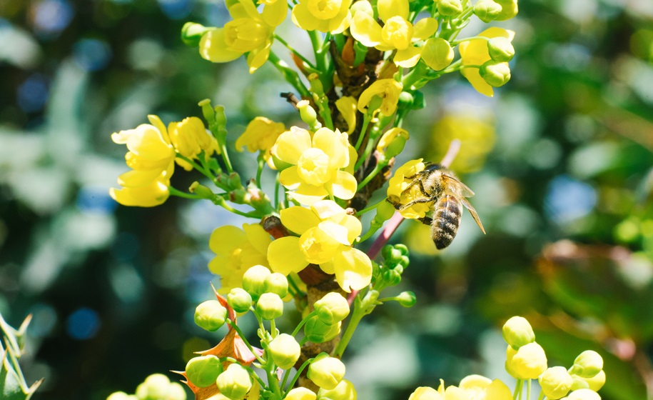 mahonia