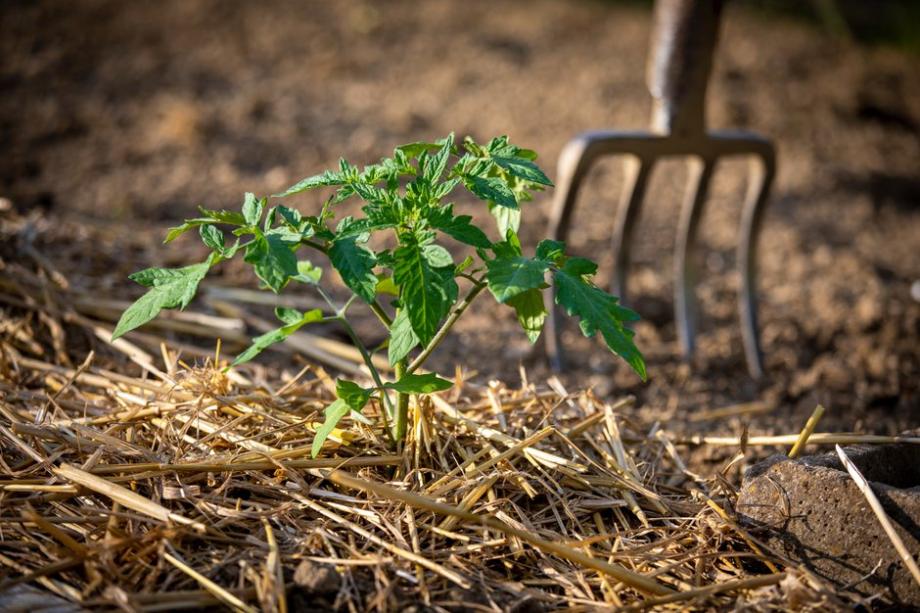 Un bon paillage protÚge les plants de tomates - ©Thierry RYO - stock.adobe.com
