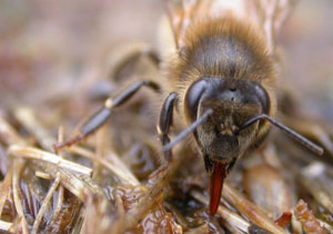 Les abeilles ont besoin d'un point d'eau à proximité de leurs ruches, une mare par exemple.