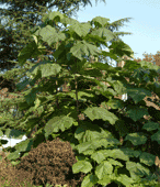 Le Paulownia et son effet saisissant