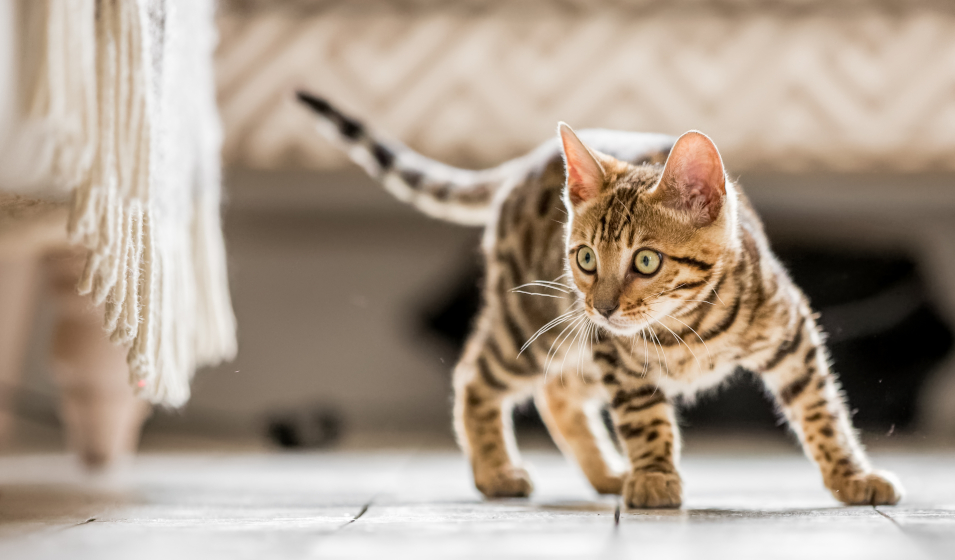 chat