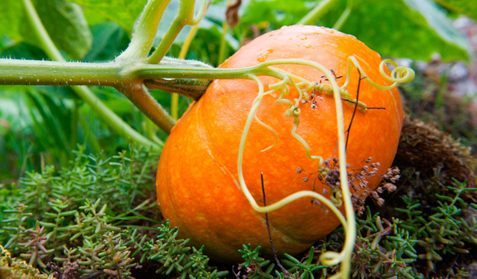 Légumes à planter en mai : les cucurbitacées
