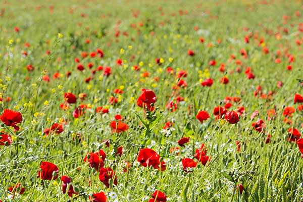 Encourager la biodiversité du jardin avec des fleurs