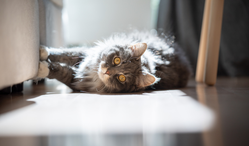 chat