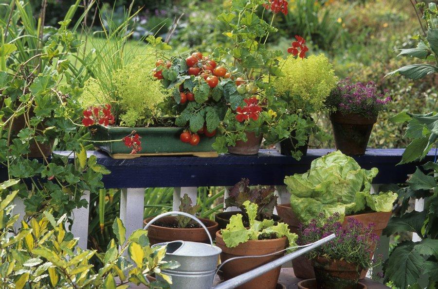 ALMANACH du JARDINIER Jardiner Plantes Fleurs Légumes Jardin