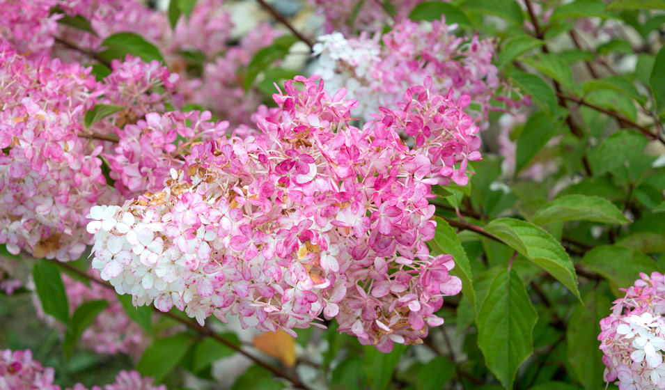 hortensia