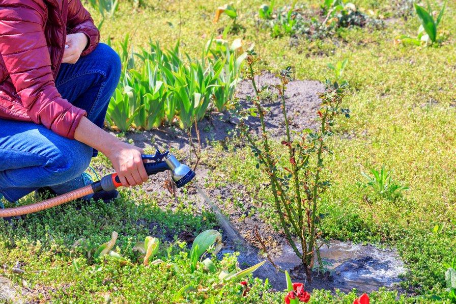 Arrosez copieusement vos jeunes rosiers pour une belle floraison
