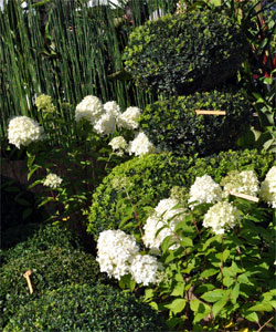 Hortensia Limelight à Courson