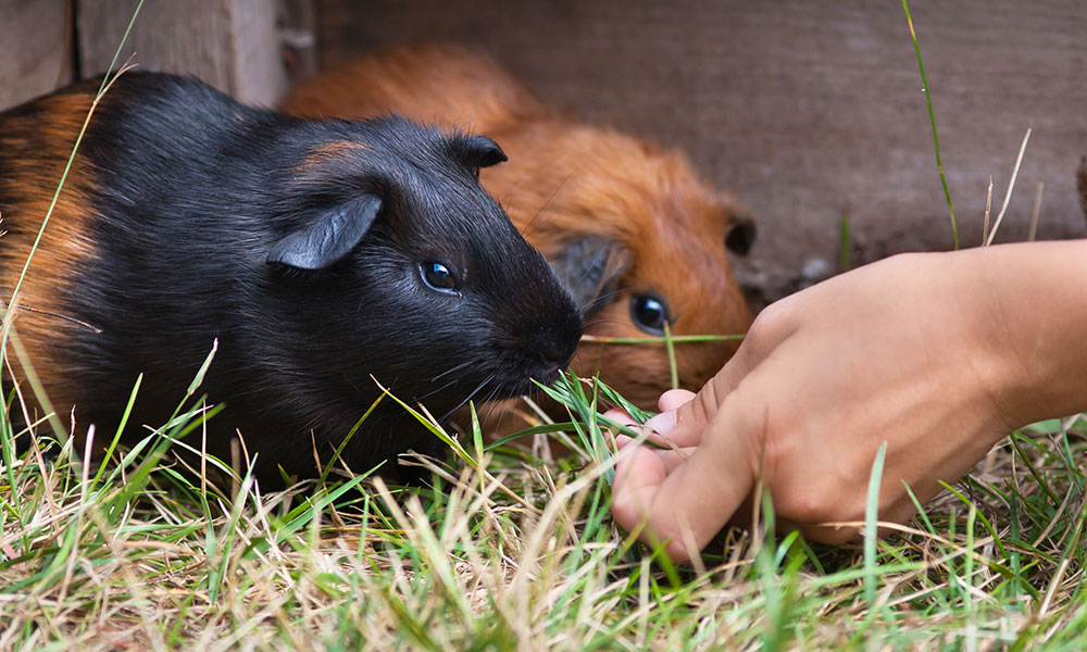 L’espérance de vie d’un cochon d’Inde se situe entre 4 et 8 ans