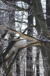 Attention aux branches qui cassent sous le poids de la neige et l'effet du gel