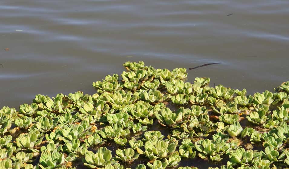 bassin