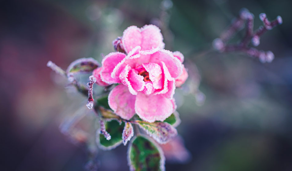 hiver