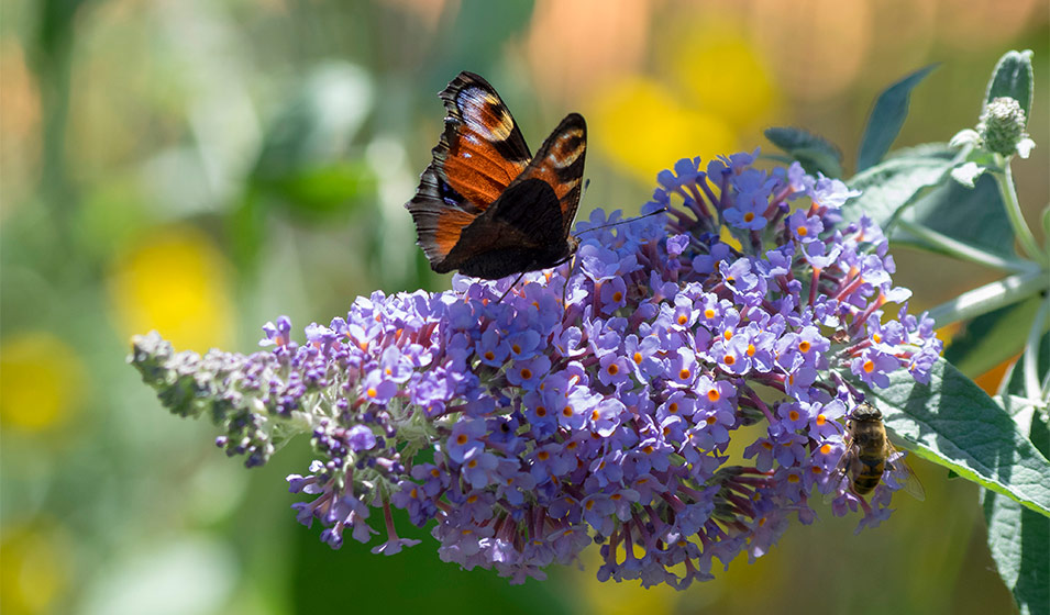 buddleia