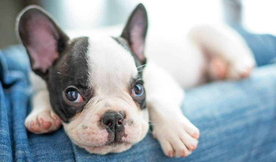 chiot