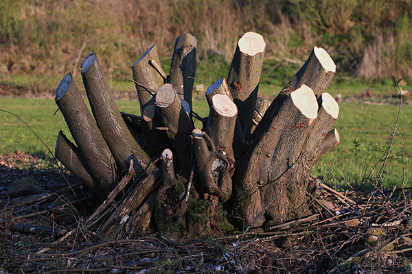 Rabattre les branches d'un arbre