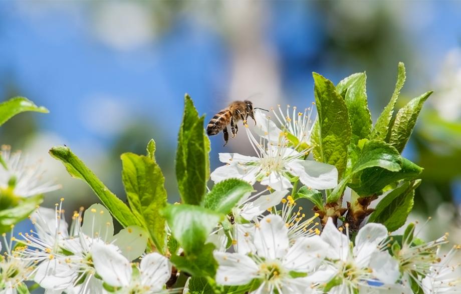 La pollinisation du prunier