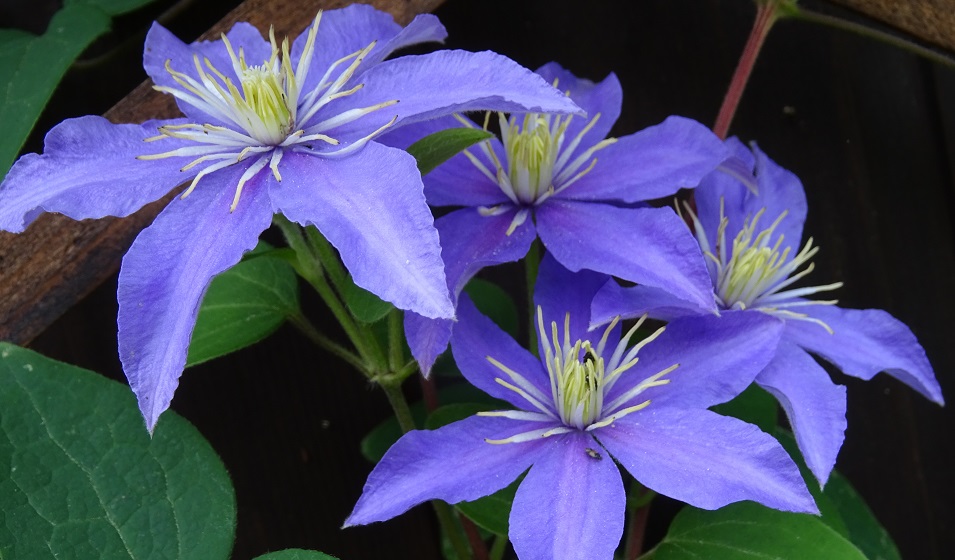 clematite