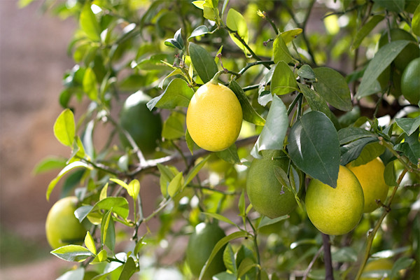 Citronnier