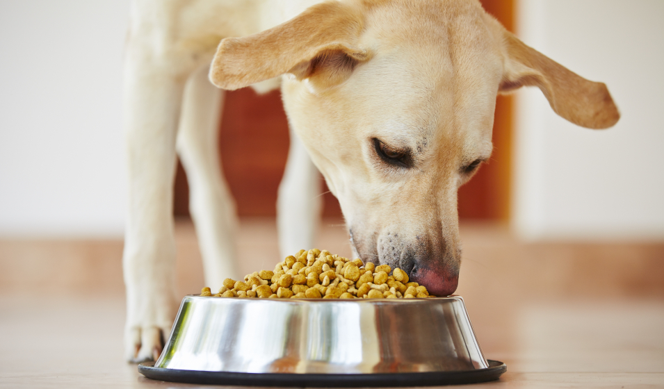 Bi-nutrition chat et chien : quelles quantités ? - Jardiland