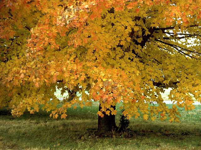 Choisir son grand arbre pour le bord de l'eau - Gamm vert