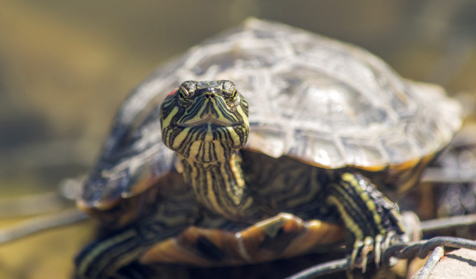 Comment bien nourrir une tortue d'eau ? - Jardiland